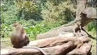 Baby monkey cuddling with his mother