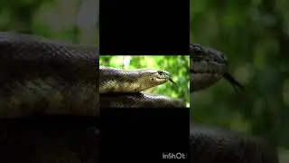 Snake Compilation 🐍 | Nature&rsquo;s Masters of Stealth