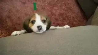 Tiny Beagle puppy whining to get onto couch, insanely cute!!!