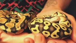 Socializing Your Snakes