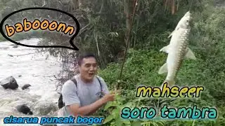 ini dia umpan nya !!! mancing ikan mahseer air keruh