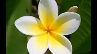 Dansez de Rythme Tropical