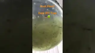 Easy DIY Fruit Fly Trap THAT WORKS!!