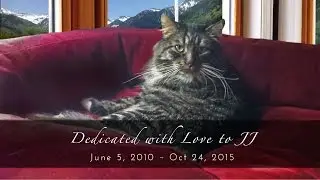 Lacey's Lookout - Window Seat Furniture for Dogs and Cats - The Savvy Pet