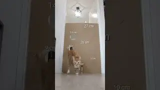 Cat is jumping and squeezing through different sized holes in cardboard!