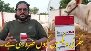 Liver ki vaccine Q zarori hai?💭#cattlefarm #cow #farming #vlog #animal #farm #cattle #village #bull