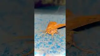 Yellow moth #youtubeshorts #nature #animalshorts #explorenaturesworld #naturelovers #explorenature