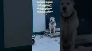 🆘 ЯКУТСКИЙ АД 🦮🐕&zwj;🦺🐶 ЗАМЕРЗАЮТ 🆘🆘🆘❗🙏💯🙏 СПАСТИ 🦮🐕&zwj;🦺🐶 #dog #animals #собака #хаски #алабай #овчарка