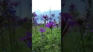 Flowers 🥀 #flowers #video #cinematic #asthetic #iphone