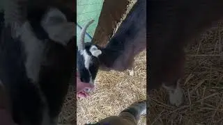 Oreo the goat destroys her milk stand #goatproblems