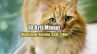 10 Arti Penting Mimpi Didatangi Kucing Saat Tidur