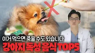 이거 먹으면 죽을 수도 있습니다! 강아지 독성 음식 TOP5