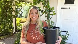 Updating My Star Jasmine Espalier and Some Really Great News! :: Dig, Plant, Water, Repeat