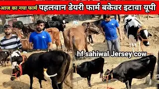 Hf Cow for sale | bakewar Etawah Uttar Pradesh | Hf sahiwal Jersey cow #dairyfarm #govindrajput