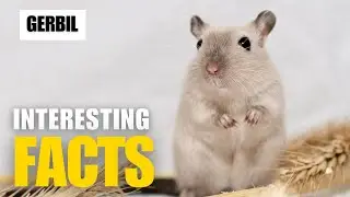 What Are the Most Interesting Facts About Gerbil?| Interesting Facts | The Beast World