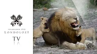 Big male lion and cubs- Londolozi TV