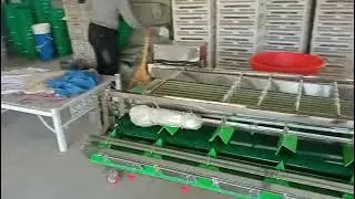 cherry washing drying grading machine, cherry sorting machine, dates grading