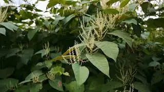 Japanese Knotweed! What to know about one of the most aggressive invasive plants.