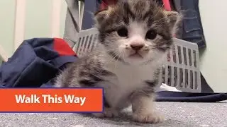 Kitten Learning To Walk