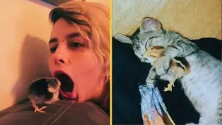 Aww Cute Chick - Funny Chick Videos Compilation Cute Baby Animals