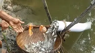 Unique Fish Trapping System | New Technique Of Catching Country Fish #Fishing #Fishingfreak