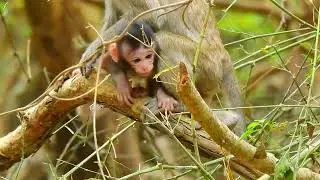 Aww So Sweet! Mother Monkey&rsquo;s Gentle Love for Her Tiny Baby 🥹🐒