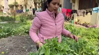 Ghar per he ugayi palak | Job ke sath farming bhi #nature #blog #youtube #palak #kitchengarden