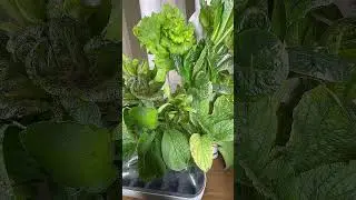 Growing Strawberries & Greens in My Gardyn.🌱🍓 #hydroponics #indoorgardening #gardyn