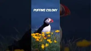 Puffins Colony 🇮🇸