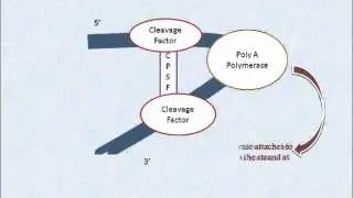 Poly a-tail