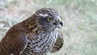 SPARROW HAWK | Lands in my garden after attacking a thrush