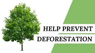 10 Simple Ways To Help Prevent Deforestation | Eco-Friendly Lifestyle