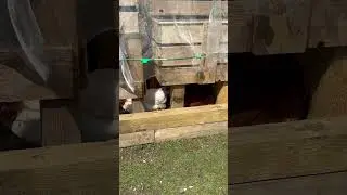 I don&rsquo;t remember planting these- chickens napping #chicken #chickenhealth #thechickensquad