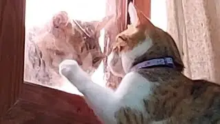 LDR Kasi Sila 🤣 #pets #viralvideo #cats #catlover #funnyvideo #funny #asmr #satisfying  @deckoytv