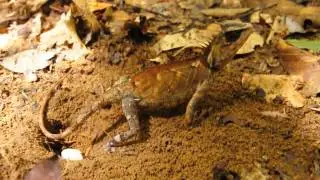 Acanthosaura armata