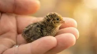 Hatching a MIRACLE: The chick I didn't expect! 🥚✨