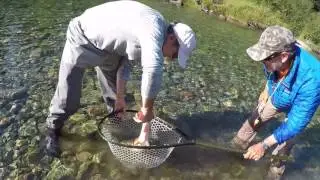 Wigwam River BC bull trout