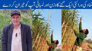 One Sugarcane  wonderful height and weight. Unique veriety of sugarcane in Pakistan. Highly profit..