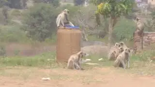 #monkeyvideo #monkeyplays#monkeyfunydance#monkeyfight