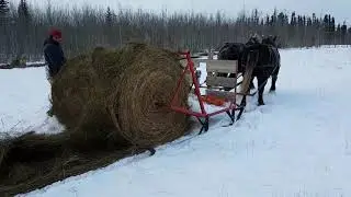 Feeding Cows with a Team of Horses