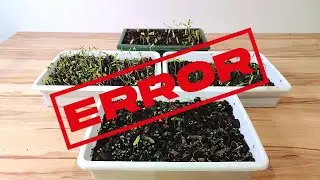 BONSAI - NO COMETAS EL ERROR DE TIRAR LAS SEMILLAS DE ARCE PALMATUM QUE NO SALIERON 🌱