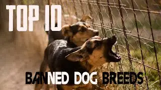 Top 10 Banned Dog Breeds  🐶🐕