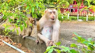 Beautiful monkey ROZY and little monkey ROCKSTAR are very gentle in front of the cameraman.