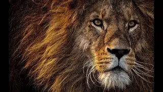 Mid Month Mini Energy Update April 2019- Leo you 