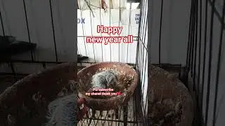 my YOUNGBIRD  #shortvideo #pigeon #kalapatidsph #foryou