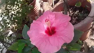 Use of BUD with Hibiscus ( 
