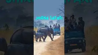 Jhirna Safari Jim Corbett #shorts #walkintothewild #tiger #viral