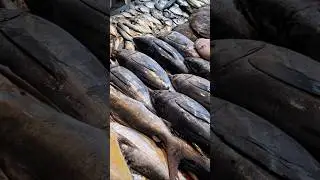 Delhi fish market #delhi #fish #fishmarket