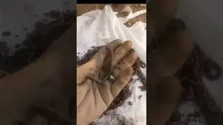 2 famous types of earthworms || Kacha Paka chara