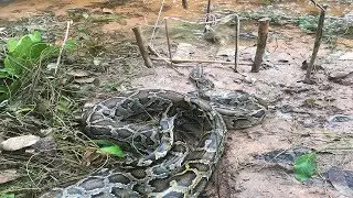 Creative Man Make Big Snake Trap Technology_How To Catch Big Snake By Quick Trap Work 100%